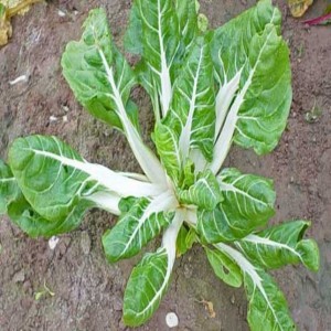 Swiss Chard Green White Ribbed