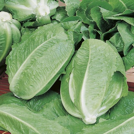 Romaine Lettuce