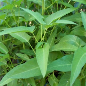 Kangkong Water Spinach