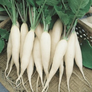 White Icicle Radish