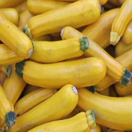 Zucchini Yellow