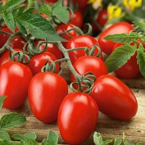 Roma Tomato