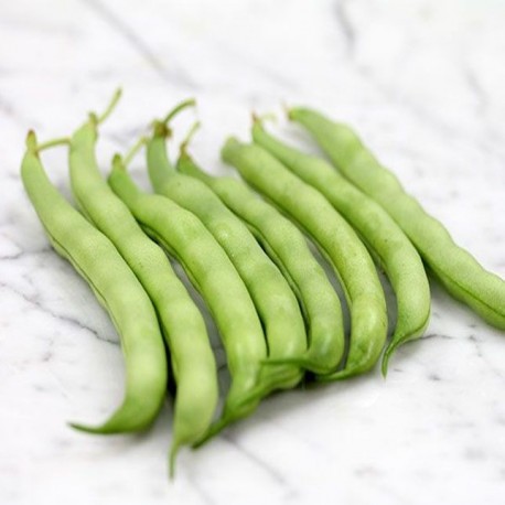 Bean Roma Broad (Bush) - stringless edible
