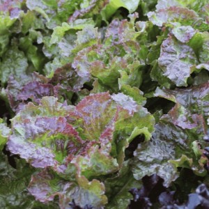 Prizehead Leaf Lettuce
