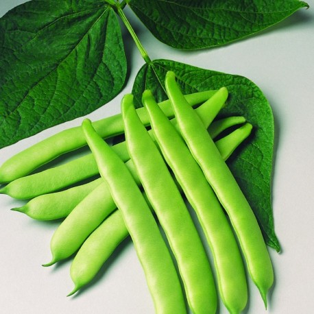 Bean Super Marconi (Pole)