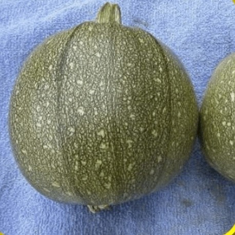 Zucchini Round
