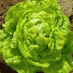 Boston Lettuce
