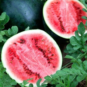 Sugar Baby Watermelon
