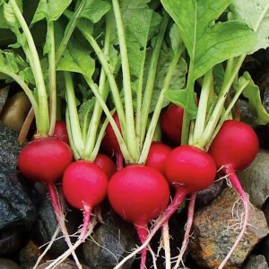 Cherry Belle Radish