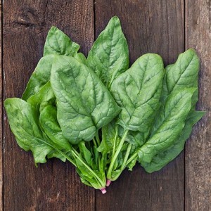 Winter Giant Spinach