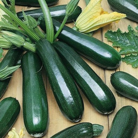 Zucchini Dark Green