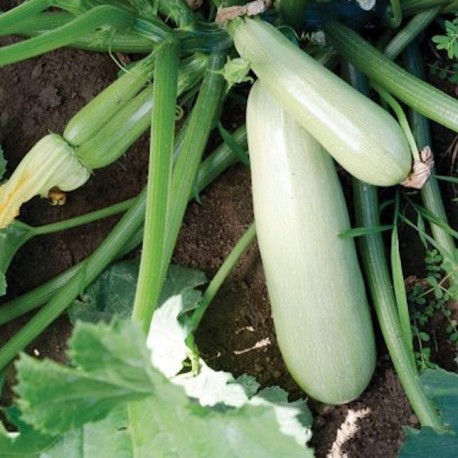 Zucchini White Long