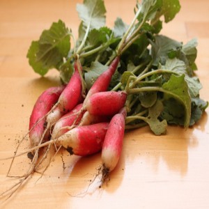 Long Scarlet Radish