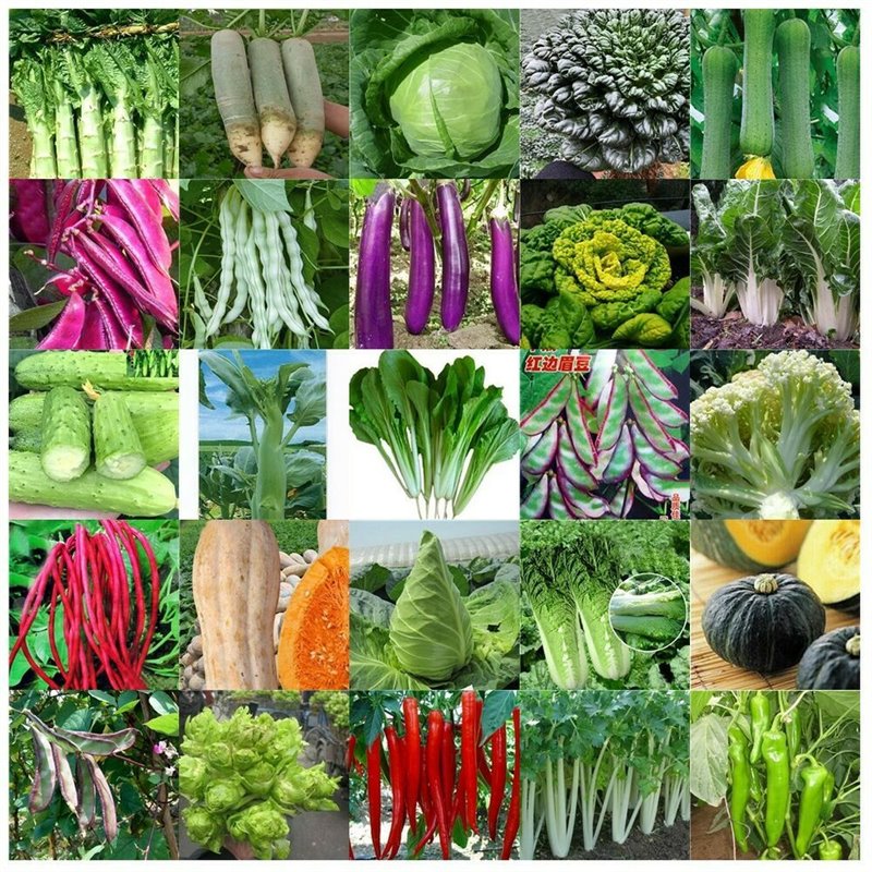 50 Packets Herb & Vegetable: Bulk Seed Packets