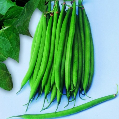 Bean Blue Lake (Pole)