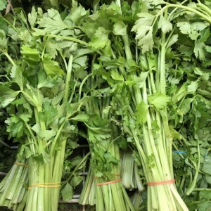 Chinese Celery