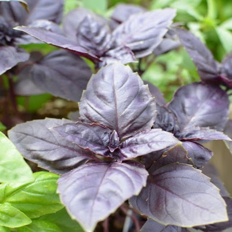 Red Leaf Basil