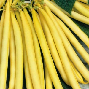 Bean Yellow Wax (Bush) -...