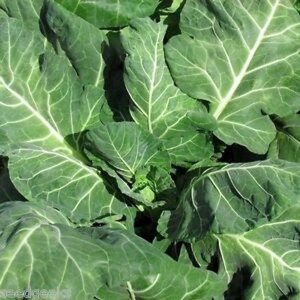 Vates Collards
