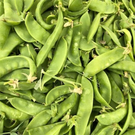 Snow Pea (Stringless Edible Snap Pea)