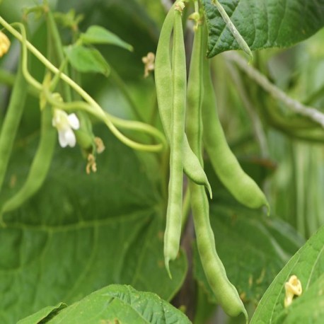 Bean Shelling (Bush)