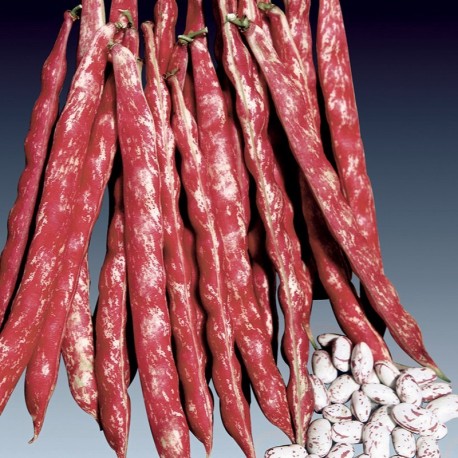 Bean Shelling (Pole)