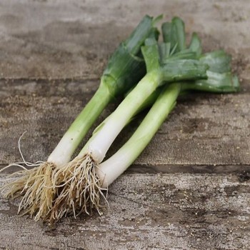 Carentan Leek