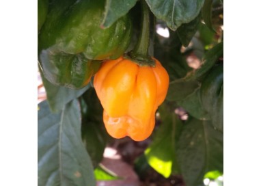 Scotch Bonnet Pepper