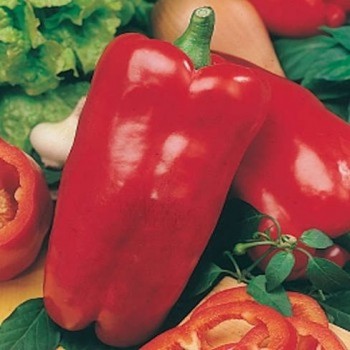Sweet Pepper Nocera Rosso