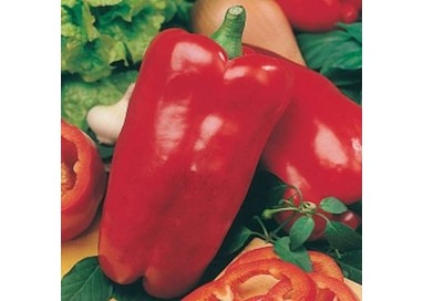 Sweet Pepper Nocera Rosso
