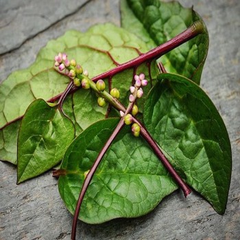 Red Malabar Spinach