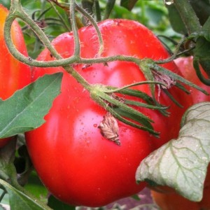 Oxheart Tomato