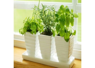 DELUXE HERB GARDEN - 6 PACK