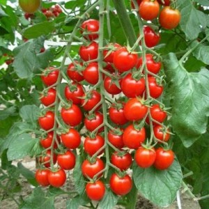 Red Cherry Tomato