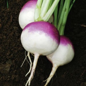 Flat Purple Top Turnip
