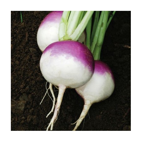 Flat Purple Top Turnip