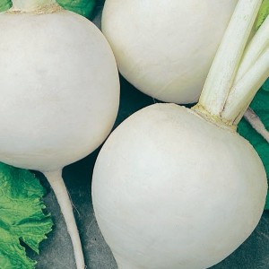 White Turnip