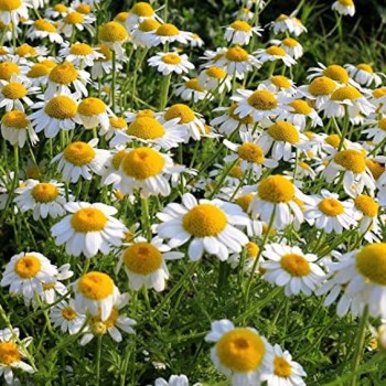 Camomile