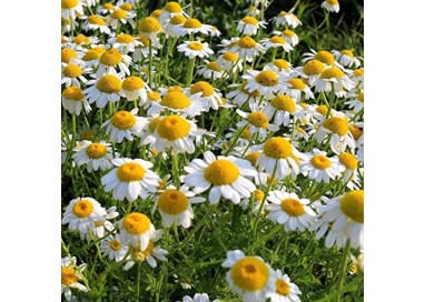 Camomile