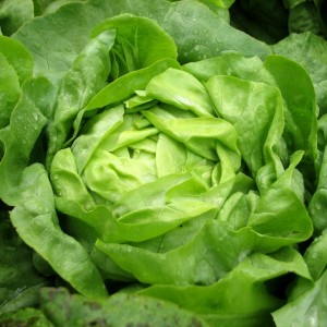 Buttercrunch Lettuce