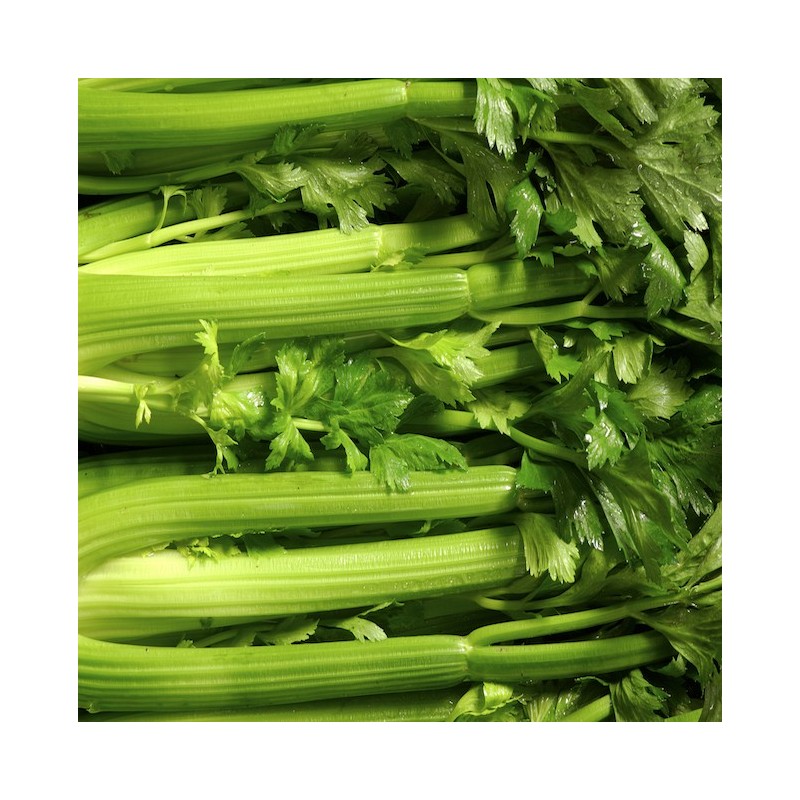 Celery
