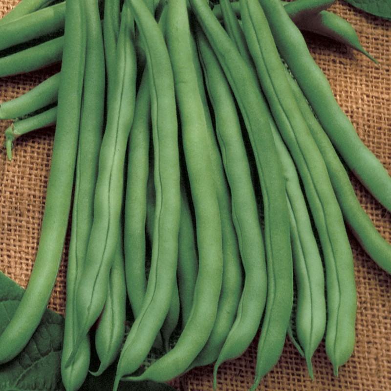 Blue Lake Nano Bean Buy Garden Seeds Online Zappa Seeds Canada
